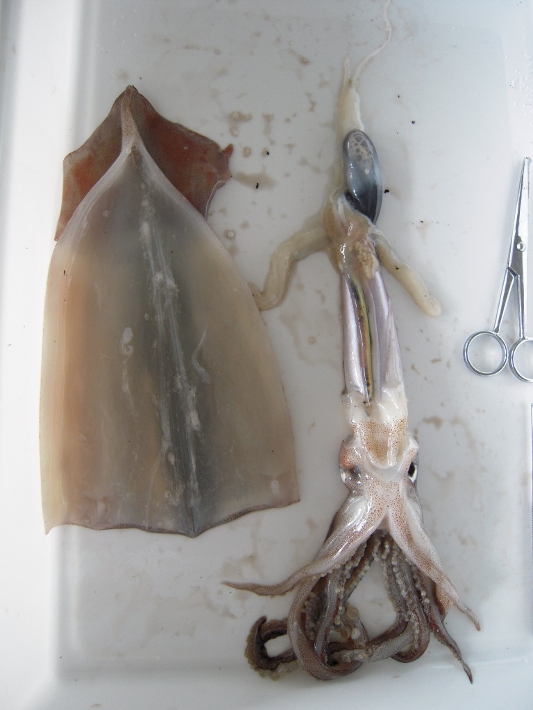 動物の分類トップ 観察 イカの解剖 12 18 イカの解剖 １２ 外とう膜から内蔵をはずしてみよう 内臓を包んでいる薄い膜 内臓 のう を切りながら 外とう膜から内臓をはずしてみよう 取り出した内臓を反対側にひっくり返すと 背側が観察できます