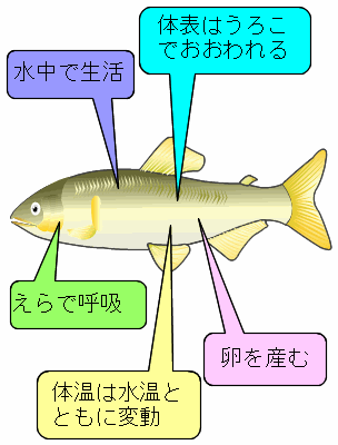 魚類の特徴