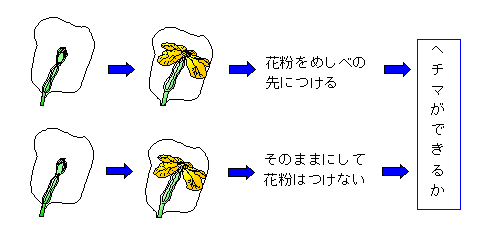 花のつくりとはたらき 結実の条件 2 4 こんな実験 覚えていますか めしべの先に花粉 がつくことが結実 実ができること の条件なのかどうか調べるために 花粉をつけること以外の条件は変わらないようにして実験しました ビニールの袋をかぶせた