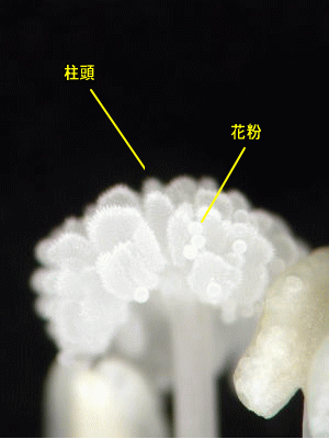 花のつくりとはたらき 花の調べ方 6 8 アサガオ やくと柱頭 おしべの先端にあるやくは 中に花粉が入っています やくから出てきた花粉は めしべの先の柱頭につきます そしてめしべの根もとの部分が膨らんで実になります めしべの根もとは