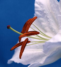 花のつくりとはたらき いろいろな花を調べてみよう 2 3 ユリ ２ もう花の構成要素は覚えたかな 下の写真を見て めしべ おしべ 花びら がく 柱頭 やく がどこにあるか確認してみよう 写真の上にマウスポインタをおくと 名称がわかります 花