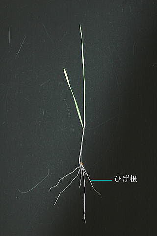 トップ 種子をつくる植物 根のようす ５ １０ 根のようす 単子葉類の根は ひげ根 とよばれる細い根がたくさんあります 双子葉類の根は 主根 とよばれる太い根と そこから出ている 側根 とよばれる細い根があります 単子葉類 双子葉類