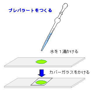 細胞と体の成長 オオカナダモの観察 2 11 顕微鏡で観察するための準備 元気に育っているオオカナダモから葉を１枚傷つけないように取り出します 葉の表面にケイソウや他の生物が付着して観察しにくい場合もあるので 取り出した葉を軽く指で