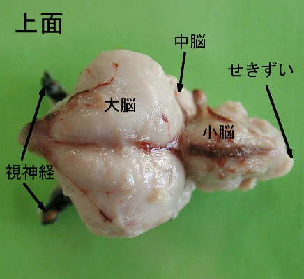 刺激と反応トップへ 観察 ニワトリの脳の観察 2 2 発展 ニワトリの脳の観察 ２ 取り出したニワトリの脳を観察してみました 画像数３ 取り出した脳をいろいろの方向から観察してみました をクリックすると画像が変わります 基本的な脳の
