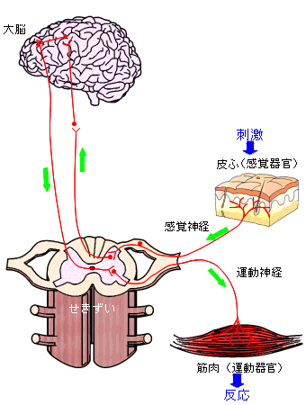 刺激と反応トップへ 意識して起こす反応と反射 3 4 意識して起こす反応 前ページの手をにぎられたらとなりのヒトの手をにぎっていくという実験において 信号はどのように伝わるのだろうか 手をにぎられたら となりのヒトの手をにぎるという実験