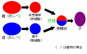 生物のふえ方トップ 減数分裂 1 4 ２ ２減数分裂 染色体と遺伝子 細胞が分裂するときには 核の中に染色体とよばれるひものようなものが見えることを 体細胞分裂のところで学習しました 遺伝は 細胞の核内にある染色体に含まれている遺伝子