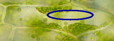 細胞と体の成長 オオカナダモの観察 8 11 葉緑体の動くコースは決まっている 葉緑体の動きを観察していると 葉緑体が動くコースが決まっているように見えます 葉緑体が動くコースに注意しながらもう一度ビデオを見る 動きがわかりやすいよう