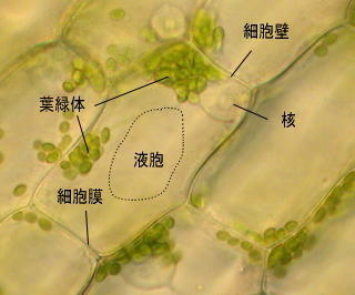 細胞と体の成長 オオカナダモの観察 11 11 オオカナダモの細胞 まとめ 液胞の点線は想像図 オオカナダモの葉はたくさんの小さな細胞が集まってできていました 細胞は細胞膜で外界としきられ その外側に細胞壁という堅い構造を持ちます さらに