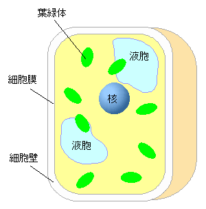 細胞と体の成長 植物の体と細胞 2 13 細胞のつくり 植物 多くの観察から 植物の細胞は 形や大きさにはちがいがあるが そのつくりには共通点があることがわかりました 左の図は光学顕微鏡で観察できる植物細胞の模式図です 酢酸カーミンや