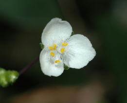 細胞と体の成長 植物の体と細胞 4 13 これがブライダルベール ブライダルベールはメキシコに分布する常緑性の多年草です ツユクサ科の植物で 日本では観葉植物として栽培されています 直径5 6mmの小さい白い花がたくさん咲き 栽培も容易な