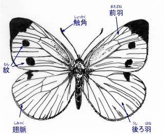 モンシロチョウのしいくとかんさつ せい虫のからだのつくり 1 ７ 4 4 せい虫のからだのつくり めす おもてがわ めす うらがわ せい虫も頭部 とうぶ 胸部 きょうぶ 腹部 ふくぶ の３つに分けることができます はねは４枚あり 黒い紋