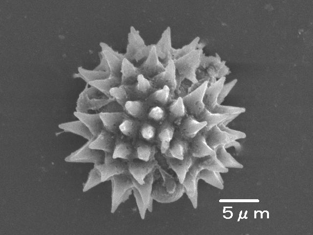 セイタカアワダチソウの花粉