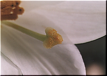 ユリの花粉管