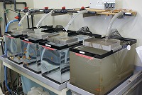 金魚を入れている水槽